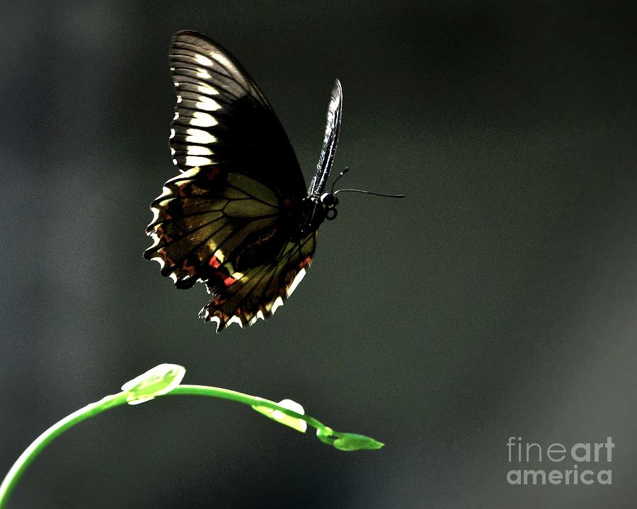 Butterfly Photograph - Landing Spot 2 by Lisa Renee Ludlum