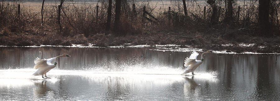 Landing Trumpeter Swans Photograph by Michael Dougherty