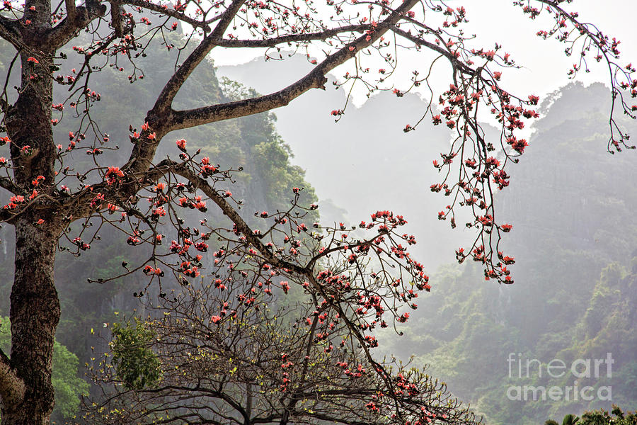 Landscape Blossoms Vietnam  Photograph by Chuck Kuhn