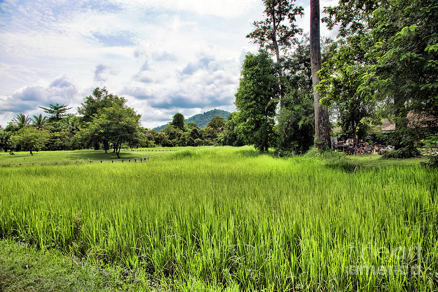 Landscape Cambodia Rice Fields Green Photograph by Chuck Kuhn