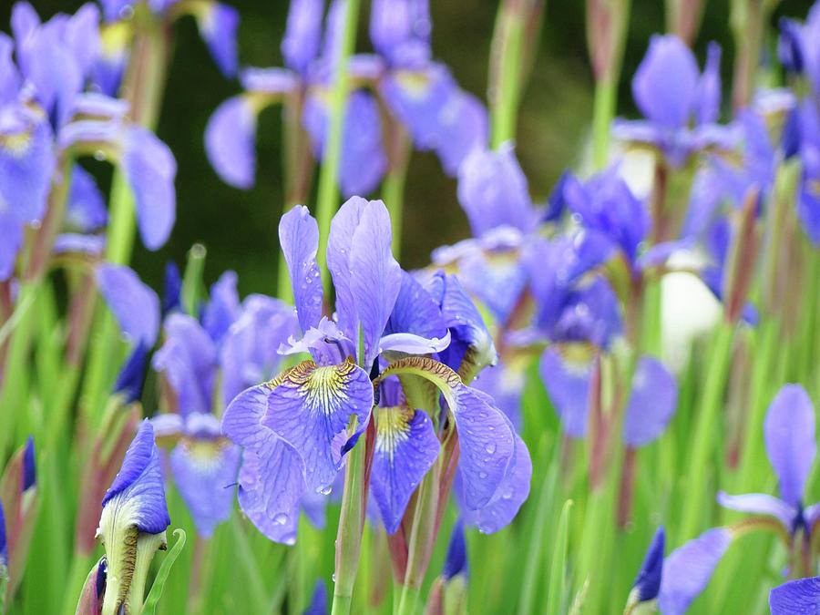 Landscape Garden Floral Blue Purple Iris Flowers Baslee Troutman ...