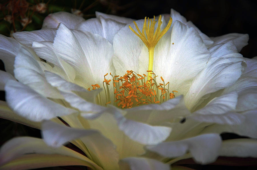 Cactus Flower Photograph - Landscape In a Flower by Hazel Vaughn