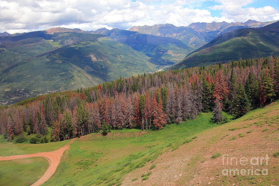 Landscape in Vail Photograph by Madeline Ellis