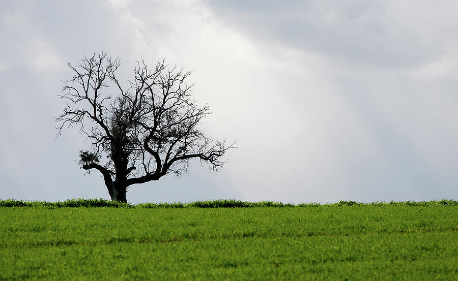 Landscape, Lonely olive tree in a green meadow Photograph by Michalakis Ppalis