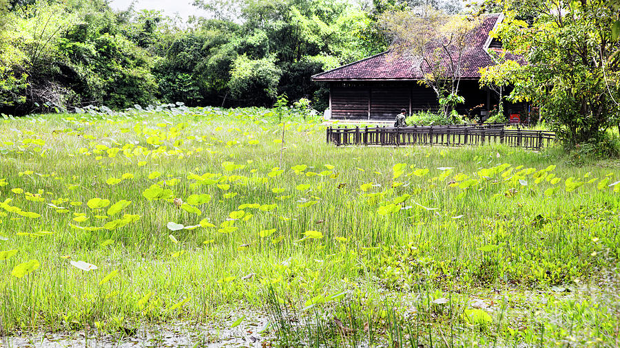 Landscape Lotus Plants Cambodia  Photograph by Chuck Kuhn