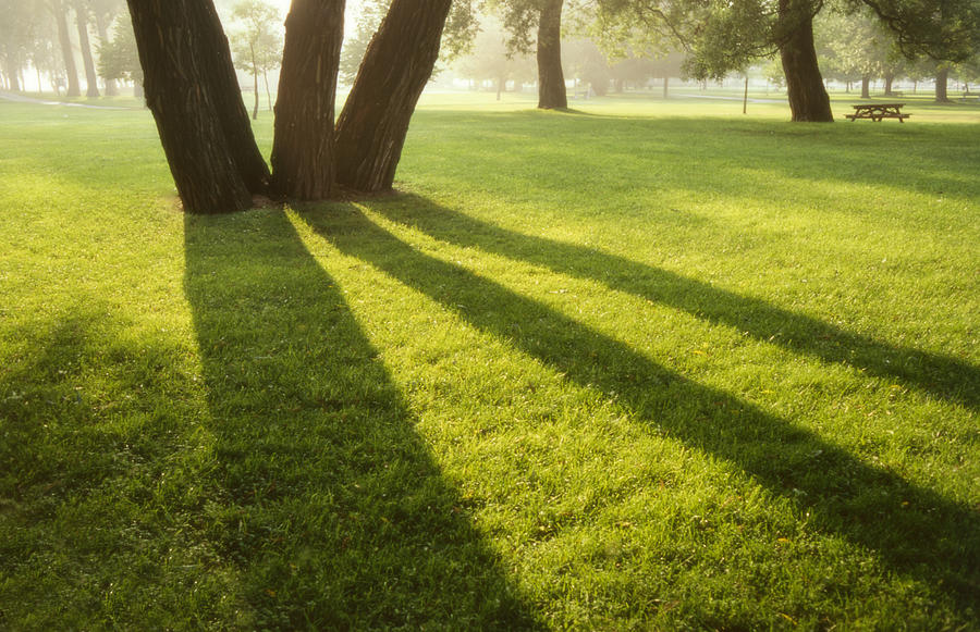 119 - Landscape - Morning Tree Shadows Photograph by Eric Copeman