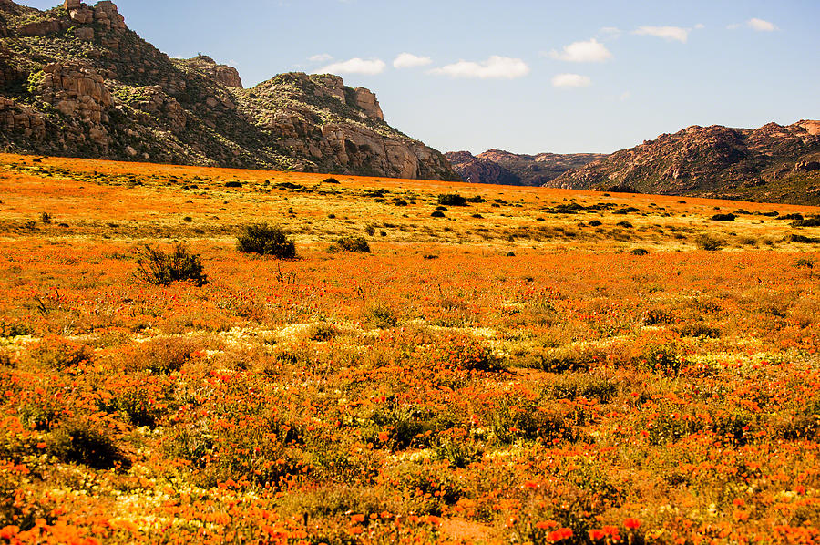 Landscape - Namakwaland Photograph by Patrick Kain