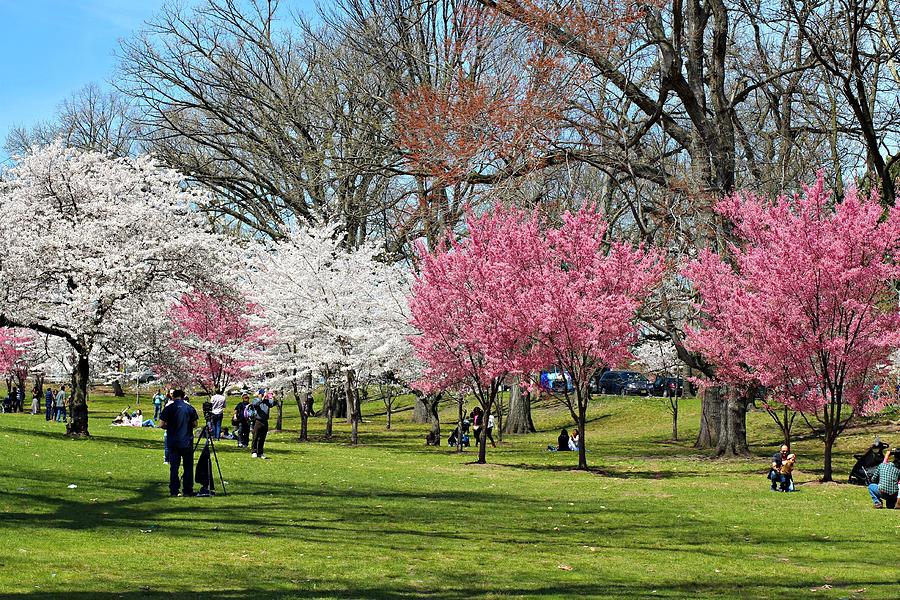 Landscape of Cherry Blossom in the Park Photograph by Andrew Davis ...