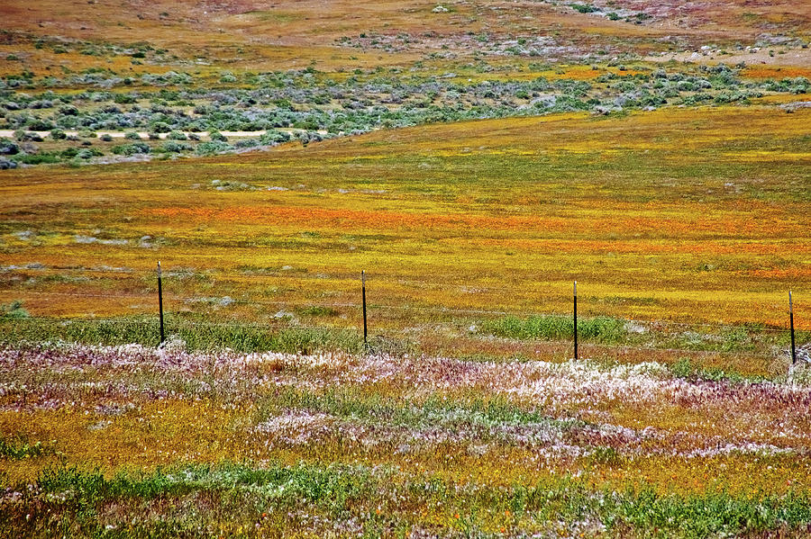 Landscape of Goldfields and Poppies in Antelope Valley CA Poppy Reserve  Photograph by Ruth Hager