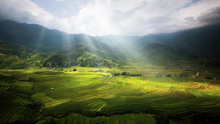 Landscape of rice field in Tule Photograph by Anek Suwannaphoom