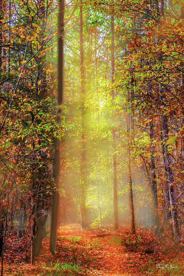 Landscape - Sunrise - Into the Woods Photograph by Barry Jones