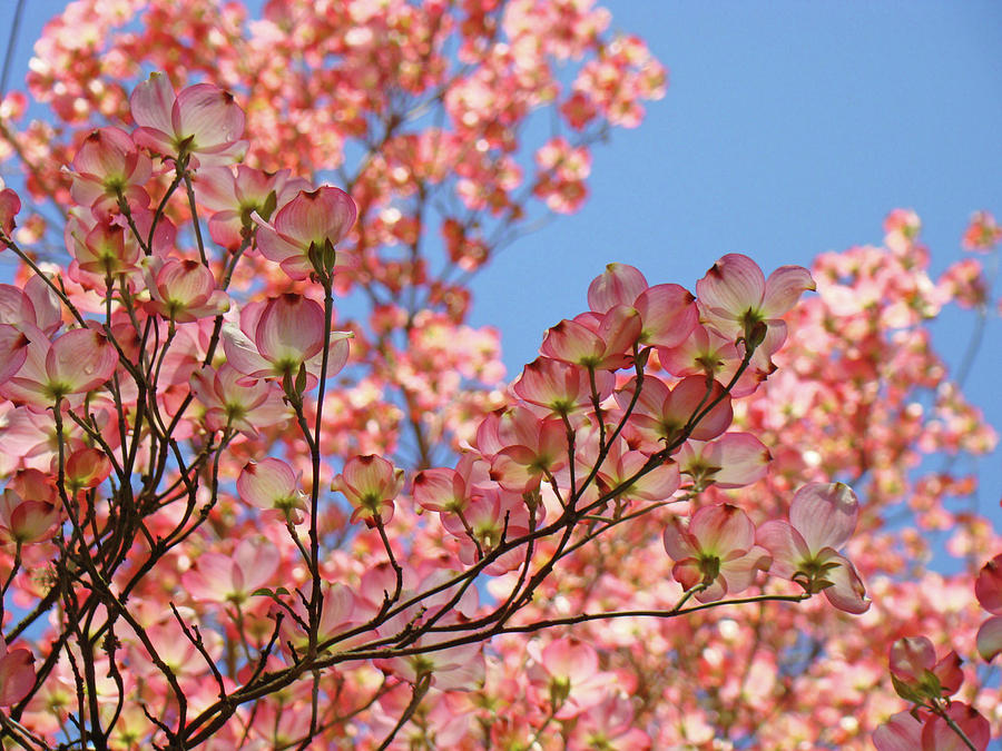 Nature Photograph - Landscape Trees Blue Sky Pink Dogwood Flowers Baslee Troutman by Patti Baslee