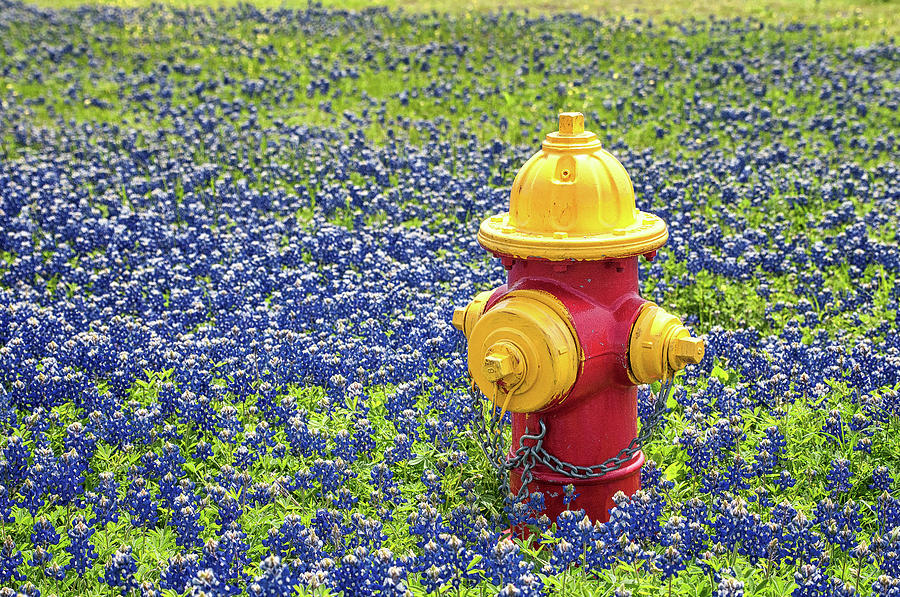 Landscape version of the fire hydrant in the bluebonnets Photograph by Victor Culpepper