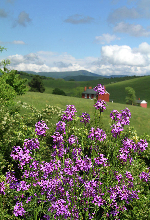Landscape with purple flowers Photograph by Emanuel Tanjala
