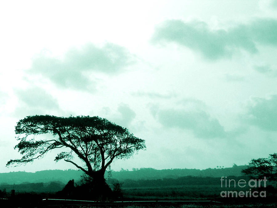 Landscape Photograph - Landscape with Tree by Barbara Marcus