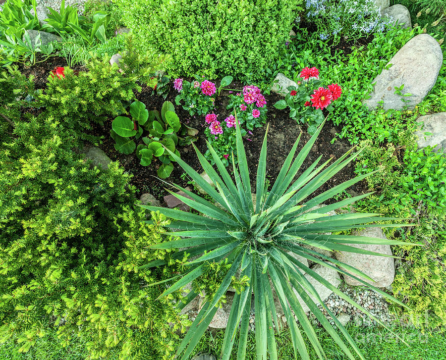 Landscaped Summer Garden With Green Plants, Rocks, Flowers Photograph