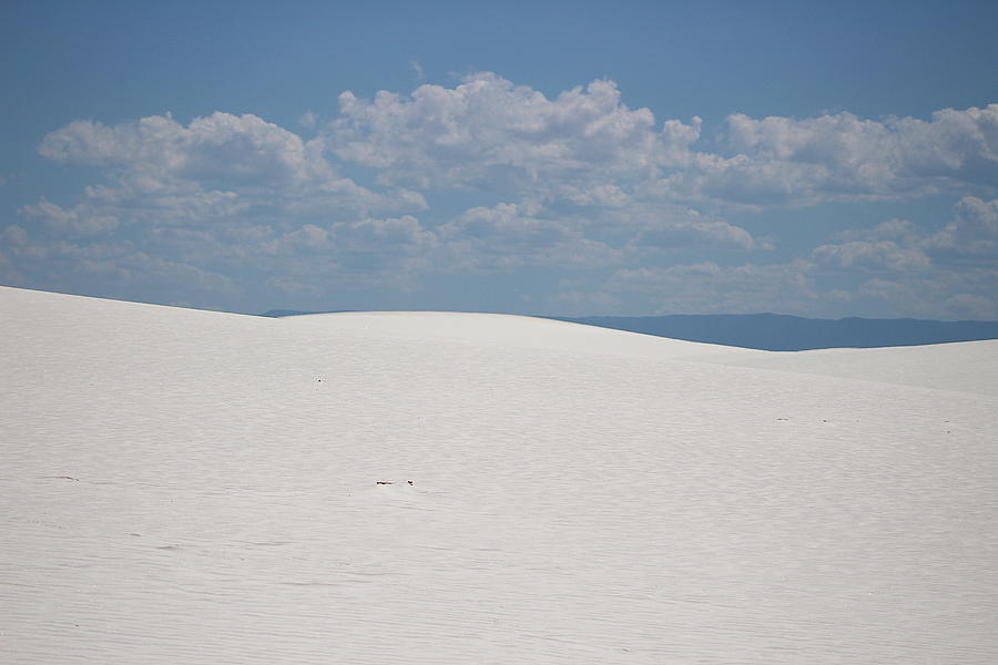 Landscapes of White Sands 9 Photograph by Colleen Cornelius