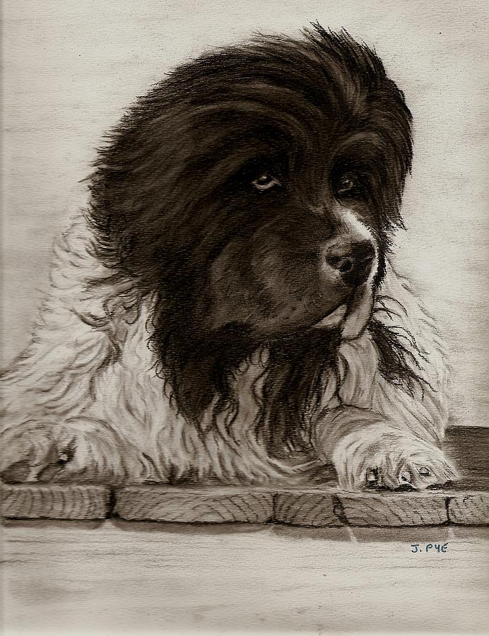 Dog Drawing - Landseer by Joan Pye
