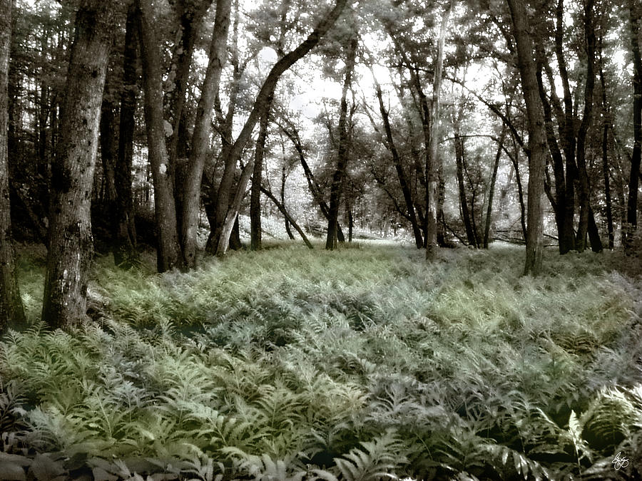 Langdon Woods Ferns Photograph by Wayne King