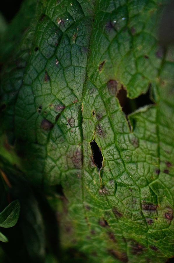 Languid Leaf Photograph by Adria Trail