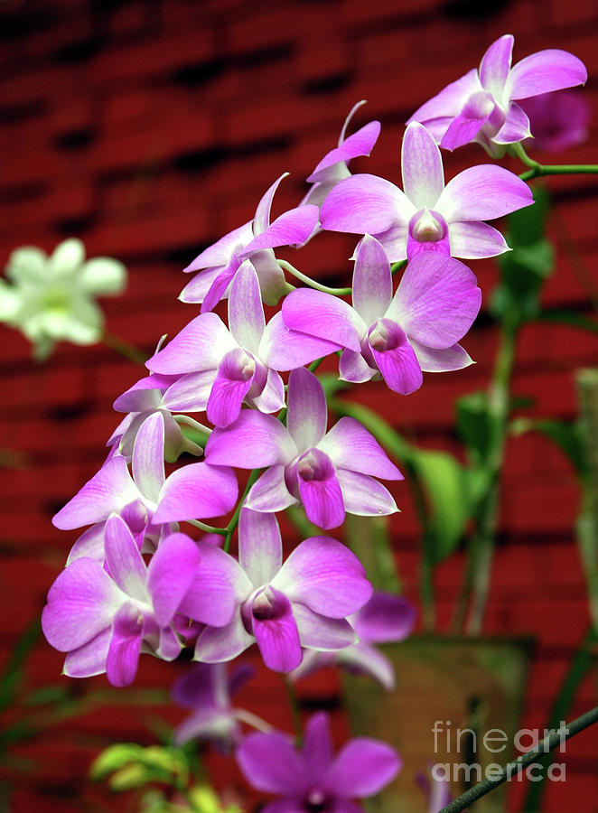 Flower Photograph - Lankan Orchids II by Stanislav Veselovskiy