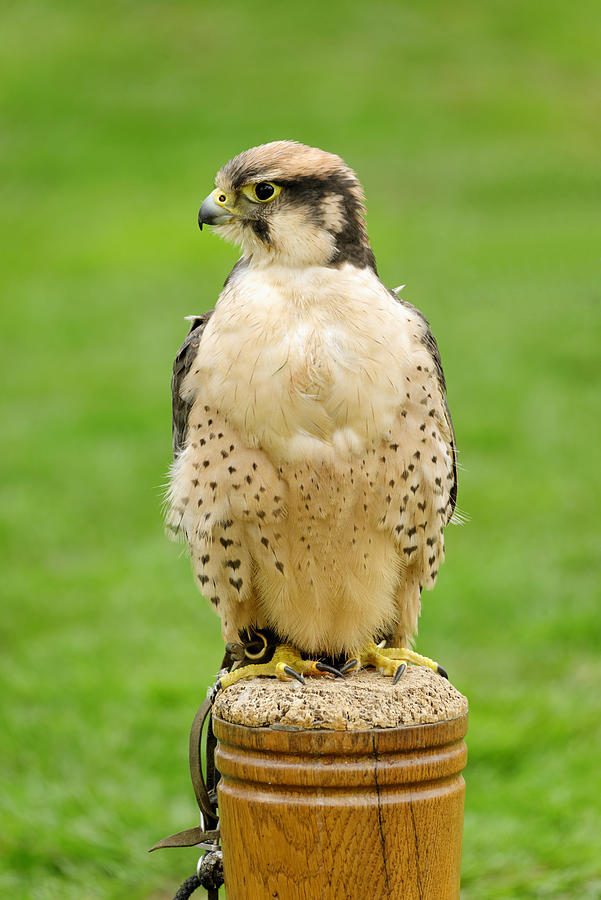 Lanna Falcon  - Falco biarmicus Photograph by Rod Johnson