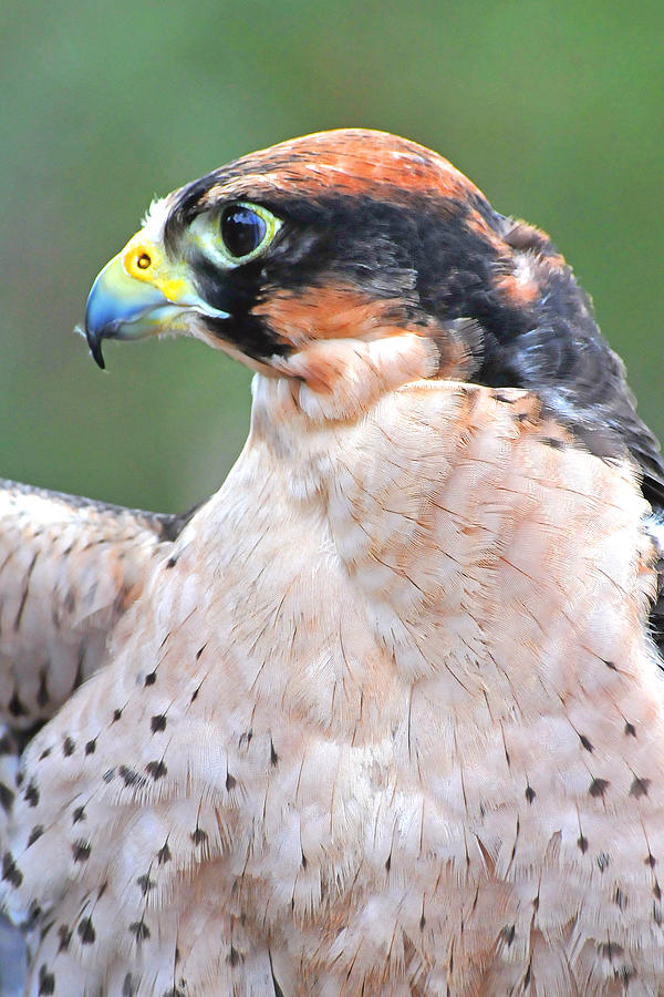 Falcon Photograph - Lanner Falcon by Alan Lenk