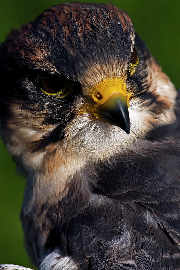 Lanner Falcon Photograph by JT Lewis