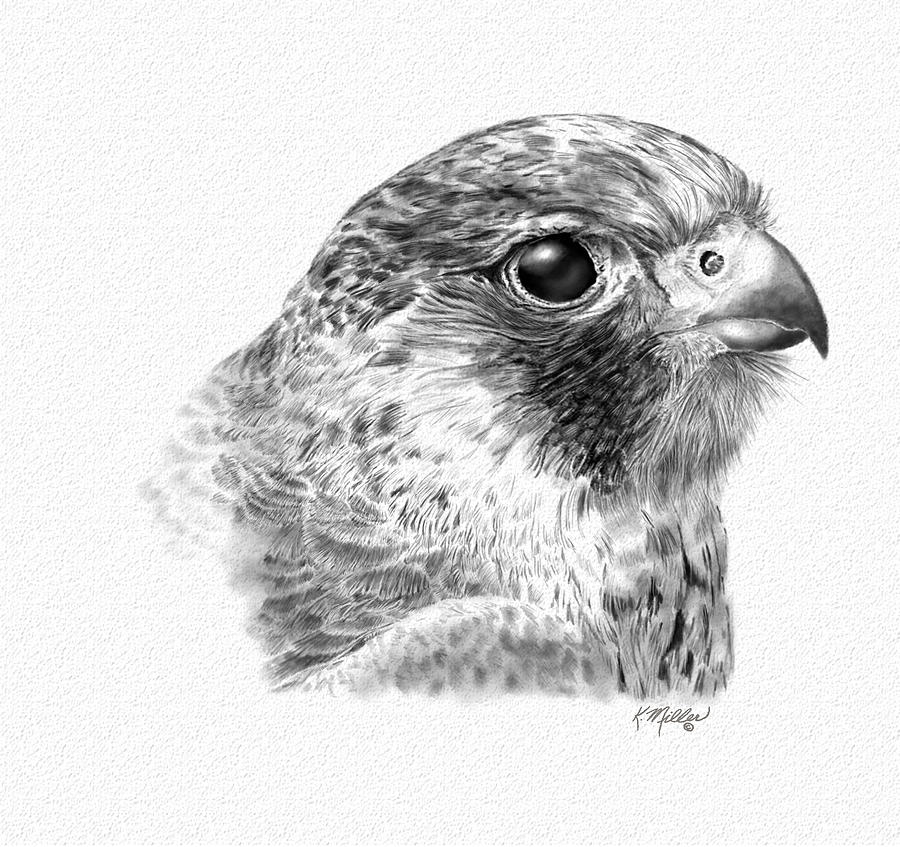 Lanner Falcon Digital Art by Kathie Miller