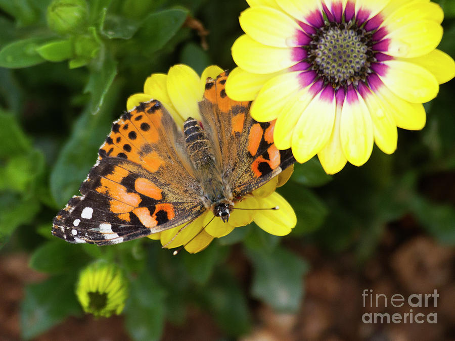 Lantana and Painted Lady  Photograph by Ruth Jolly