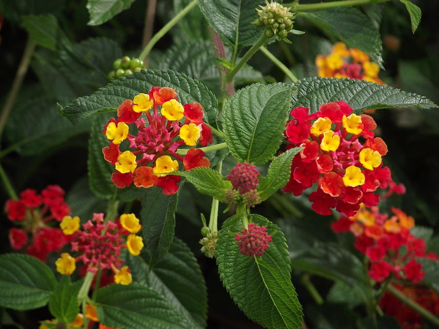 Lantana Photograph by Belinda Stucki - Fine Art America