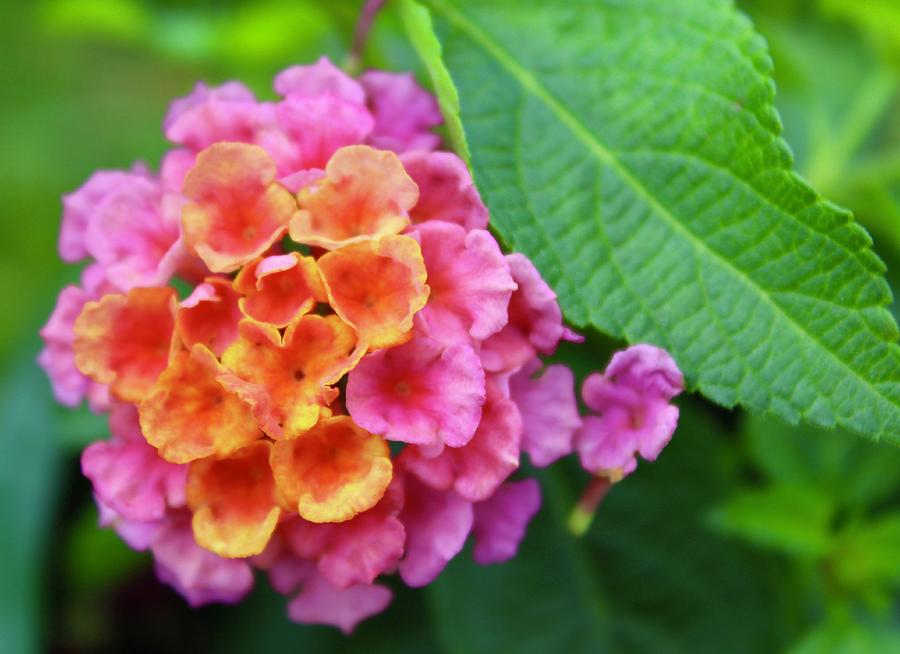 Lantana Blooms and Leaf Photograph by M E