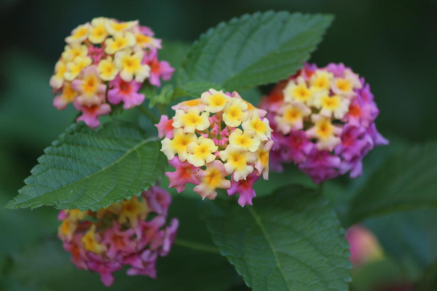 Lantana Bush Photograph by Jodi Vetter | Fine Art America