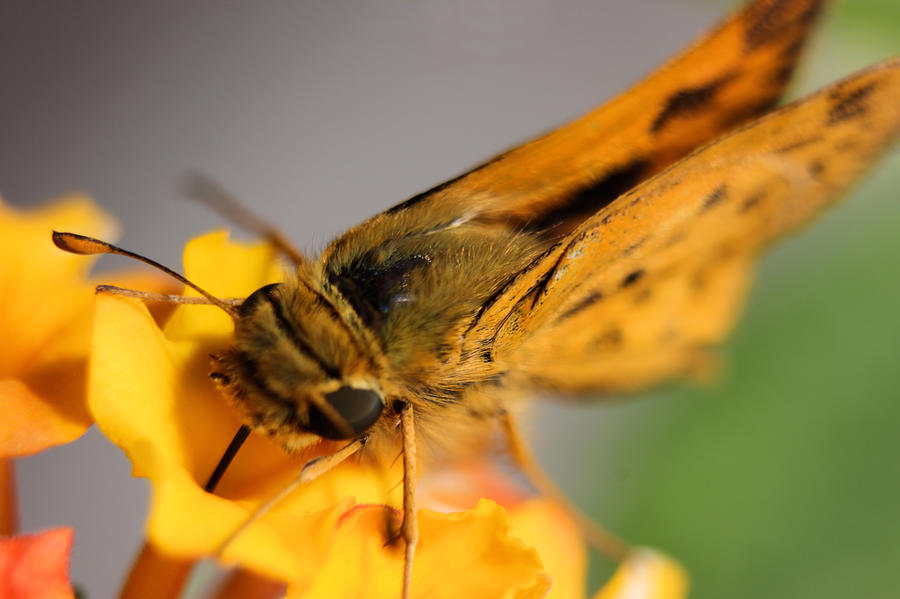 Lantana Butterfly One Photograph by Morgan Carter