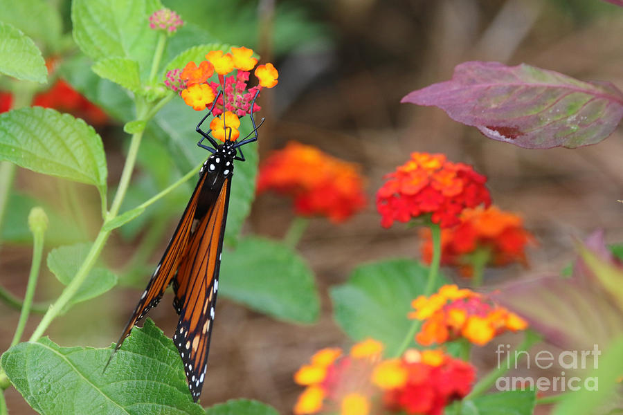 Lantana Butterfly Photograph by Rachel Morrison