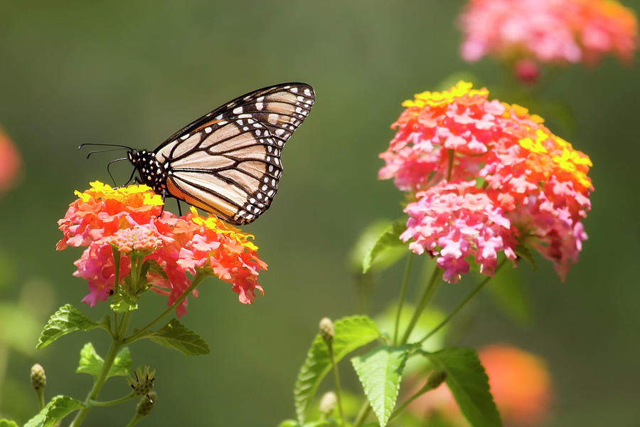 Lantana Flowers and a Butterfly Photograph by Jill Lang