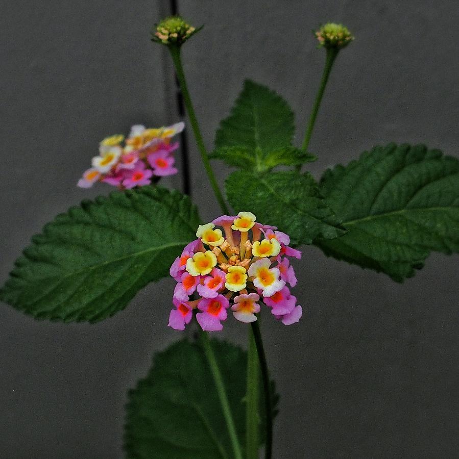 Lantana Flowers Photograph by Buck Buchanan