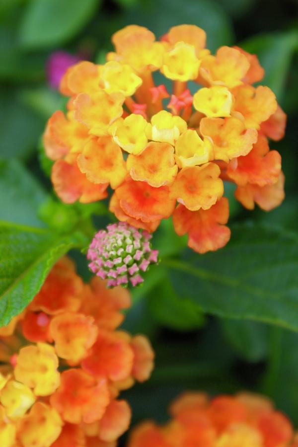 Lantana in Yellow and Orange Photograph by M E