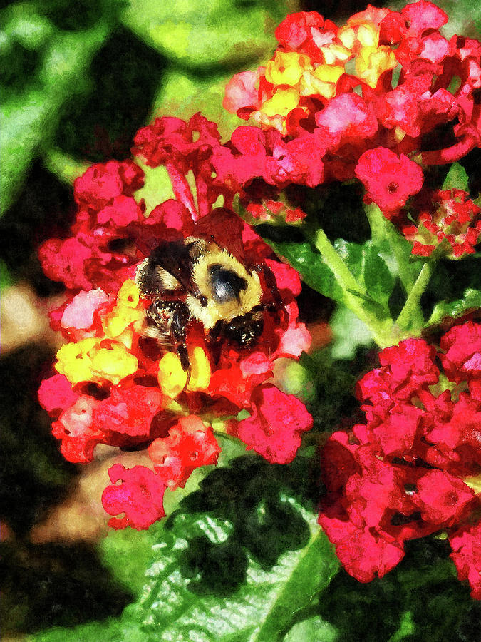 Lantanas and the Bee Photograph by Susan Savad