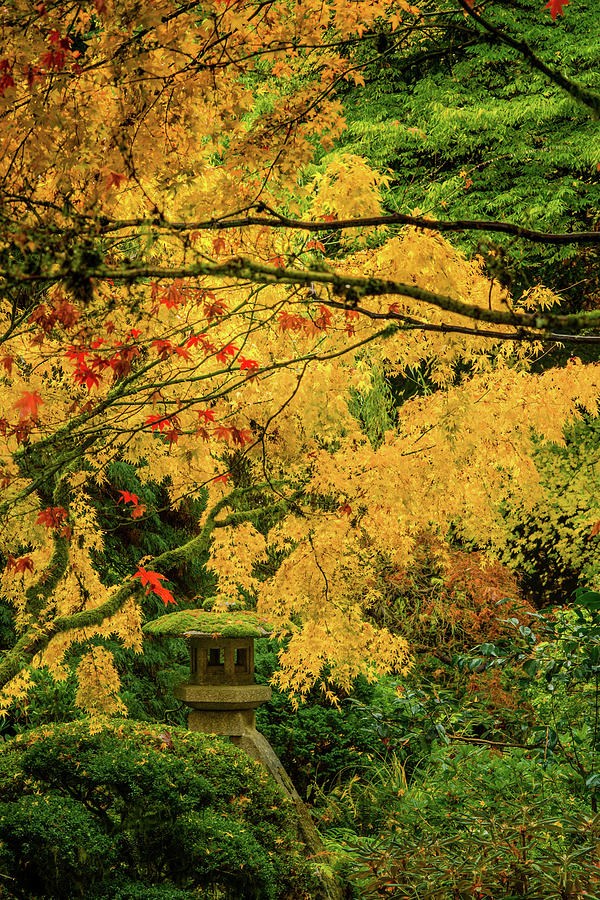 Lantern in Fall Colors Photograph by Don Schwartz