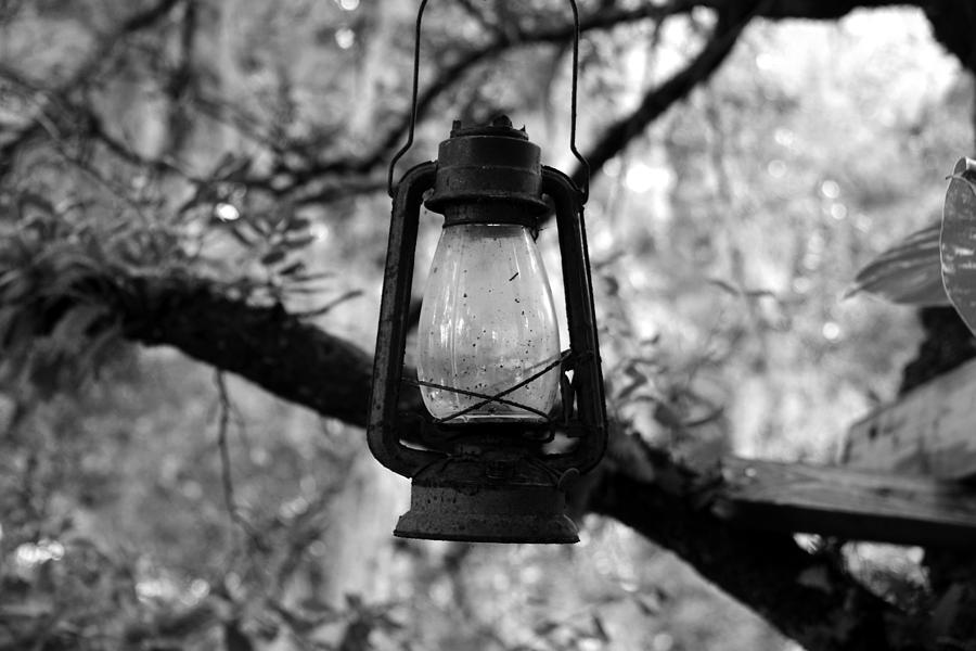 Lantern in the old tree Photograph by David Lee Thompson