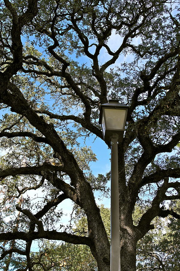 Lantern Meets the Oak Photograph by Michele Myers