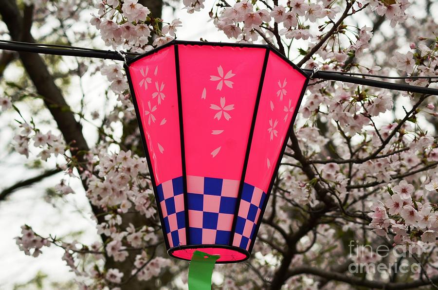 Lantern Nara Kyoto Osaka Japan Cherry Blossom spring colection Photograph by Manjiri Kanvinde
