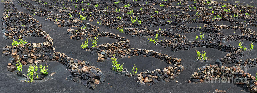 Lanzarote vineyards Photograph by Delphimages Photo Creations