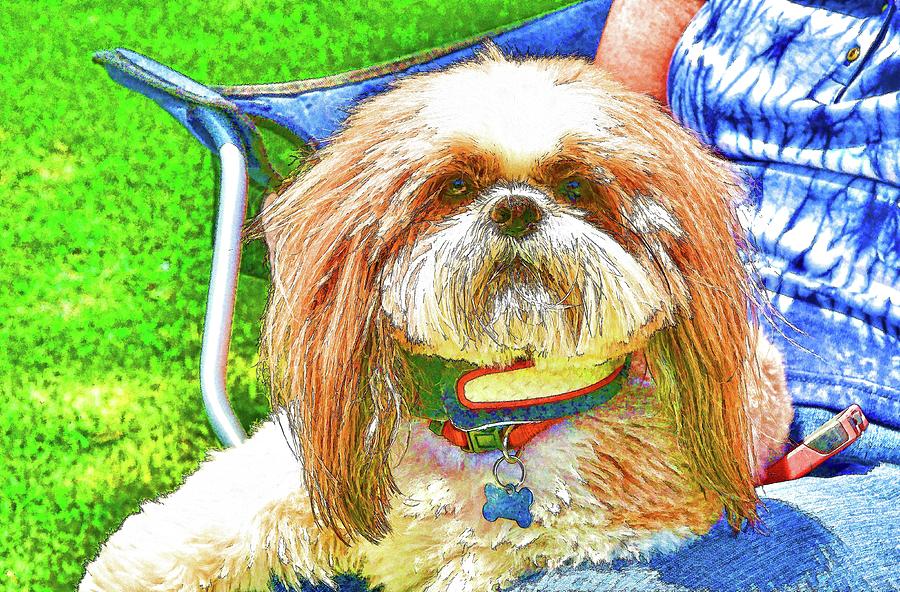Lap Dog Shih Tzu Abstract Digital Art by Linda Brody