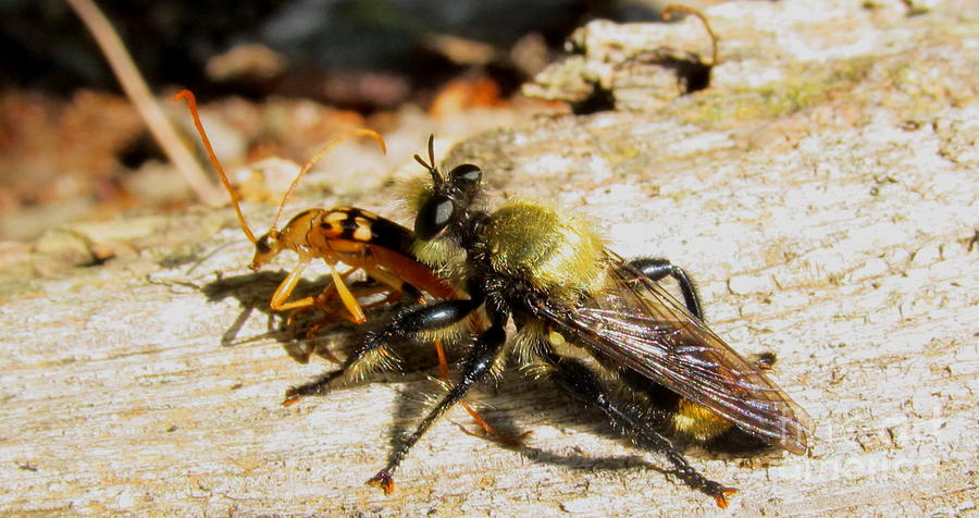 Laphria Robber Fly Photograph by Joshua Bales