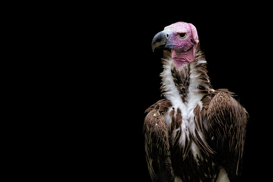 Lappet-faced Vulture - Africa - African Vulture - Nubian Vulture Photograph by Jason Politte