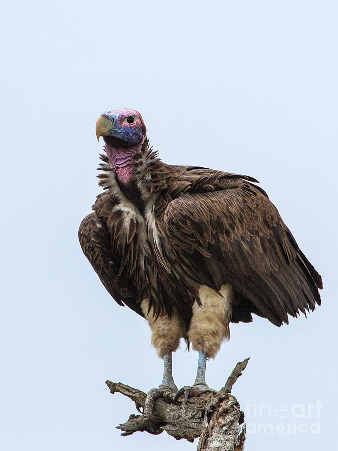 Lappet-faced Vulture Photograph by Jennifer Ludlum