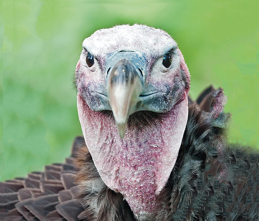 Lappet Faced Vulture Portrait Photograph by William Bitman