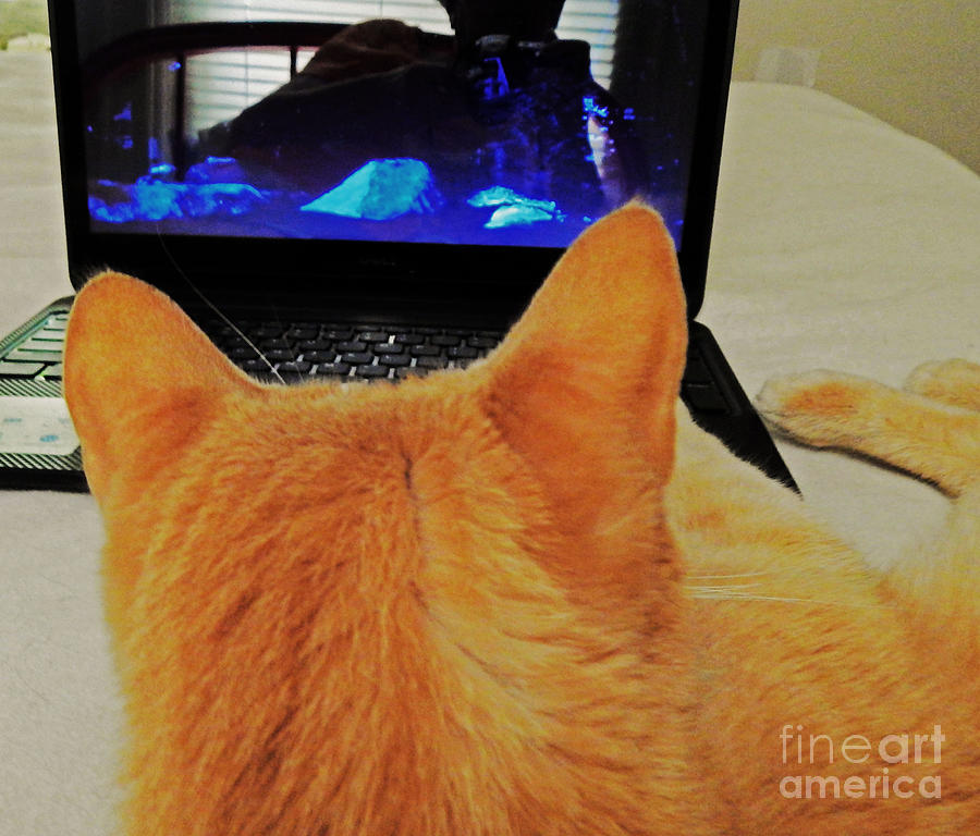 Laptop Cat Photograph by Jan Gelders